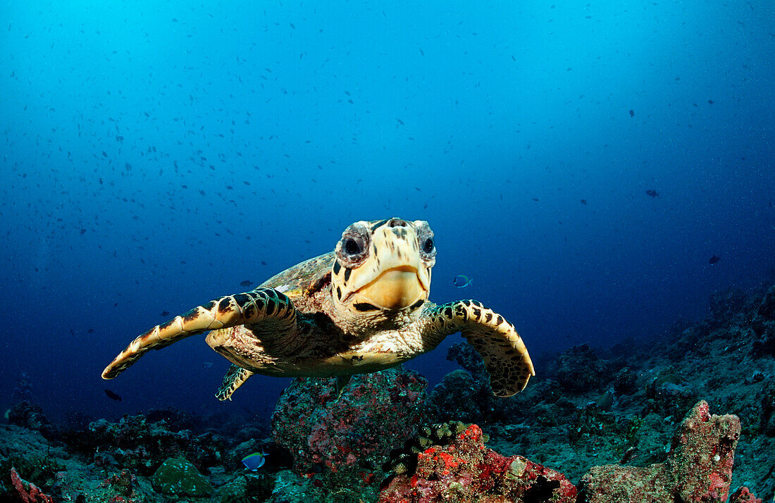 Echte Karettschildkroete, Eretmochelys imbricata, Malediven, Indischer Ozean, Felidu Atoll