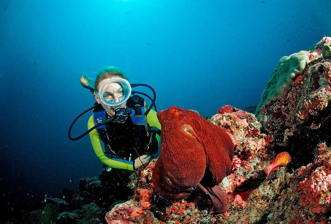 Oktopus, Tag-Oktopus und Taucher, Octopus cyanea, Malediven, Indischer Ozean, Meemu Atoll