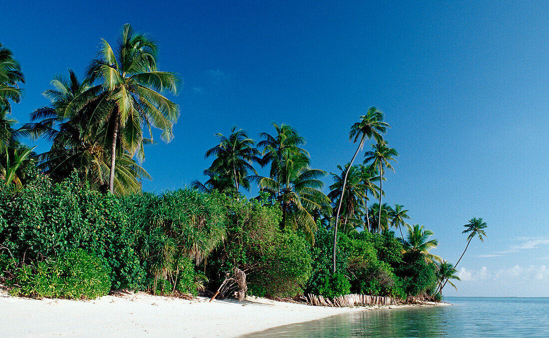 Palmenstrand, Malediven, Indischer Ozean, Medhufushi, Meemu Atoll