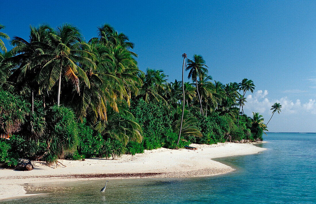 Palmenstrand auf Malediveninsel, Malediven, Indischer Ozean, Medhufushi, Meemu Atoll
