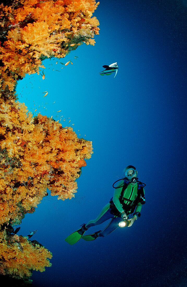 Orange Soft Corals and Diver, Alcyonaria, Maldives, Indian Ocean, Meemu Atoll