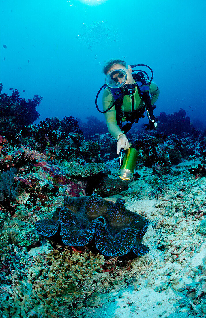 Taucher und grosse Moerdermuschel, Tridacna squamosa, Malediven, Indischer Ozean, Meemu Atoll