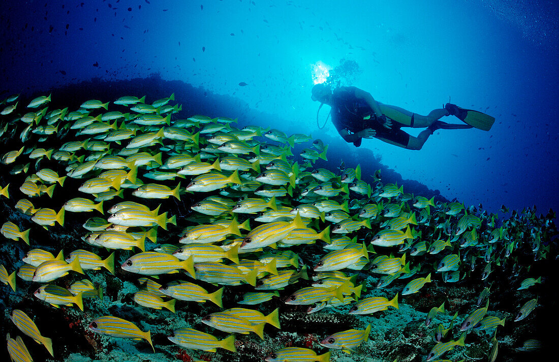 schooling Bluestripe Snappers and Diver, Lutjanus kasmira, Maldives, Indian Ocean, Meemu Atoll