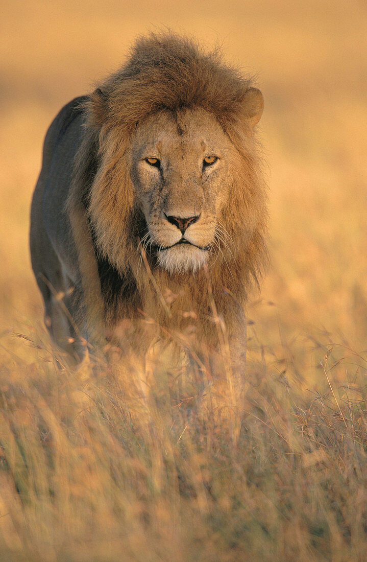 Lion (Panthera leo), male. Masai Mara. Kenya