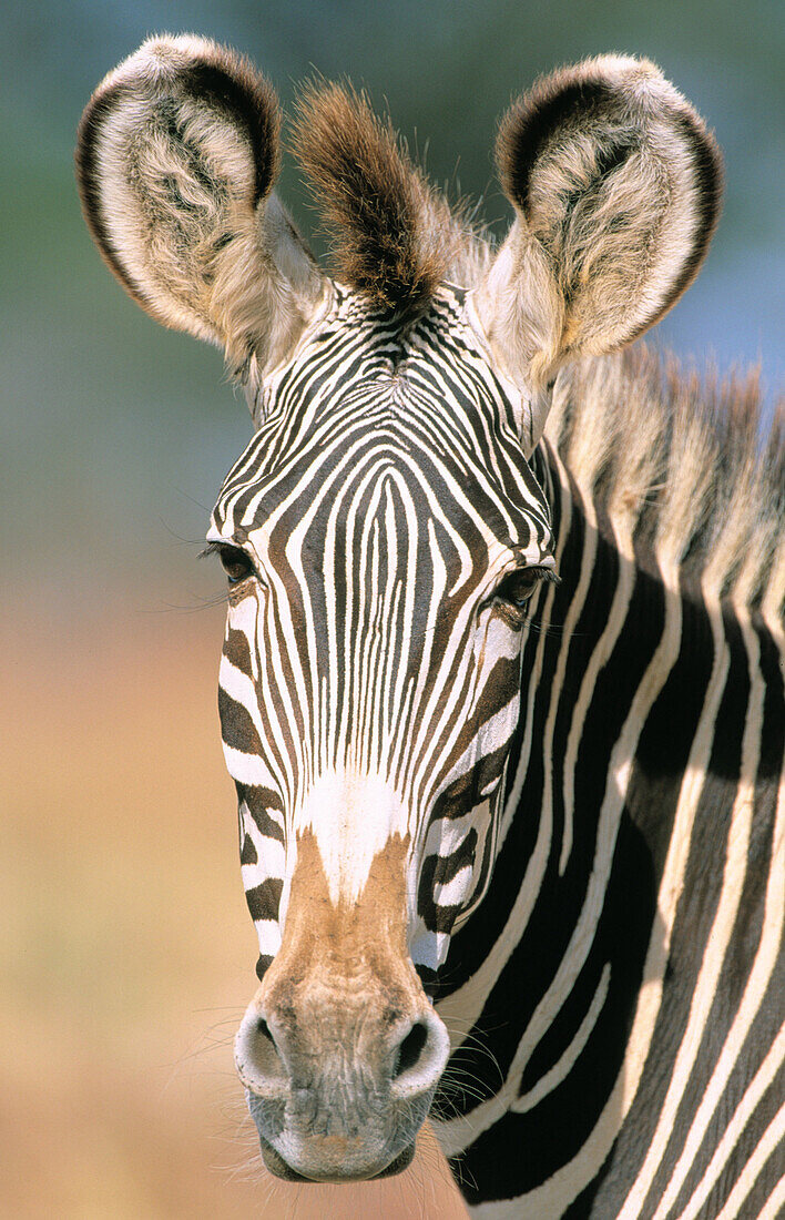 Grevy s Zebra (Equus grevyi). Samburu National Reserve. Kenya
