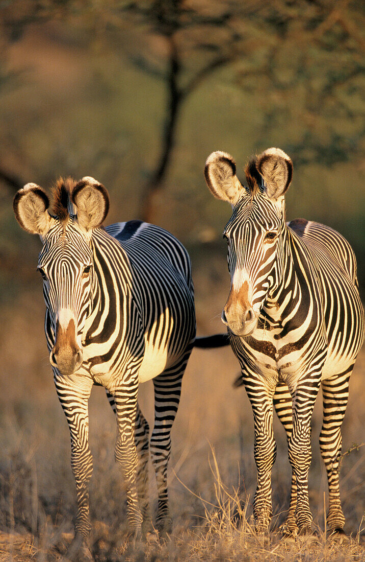 Grevy s Zebras (Equus grevyi). Samburu National Reserve. Kenya