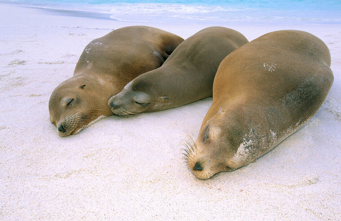 Galapagos Sea Lions (Zalophus californianus wollebacki). Galápagos Islands. Ecuador