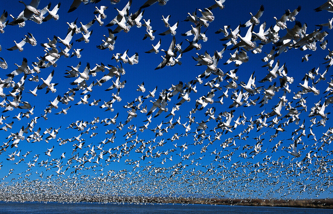 Snow Geese and Ross s Geese (Chen caerulescens, Ch. rossii) in winter range. Bosque del Apache National Wildlife Refuge. New Mexico. USA