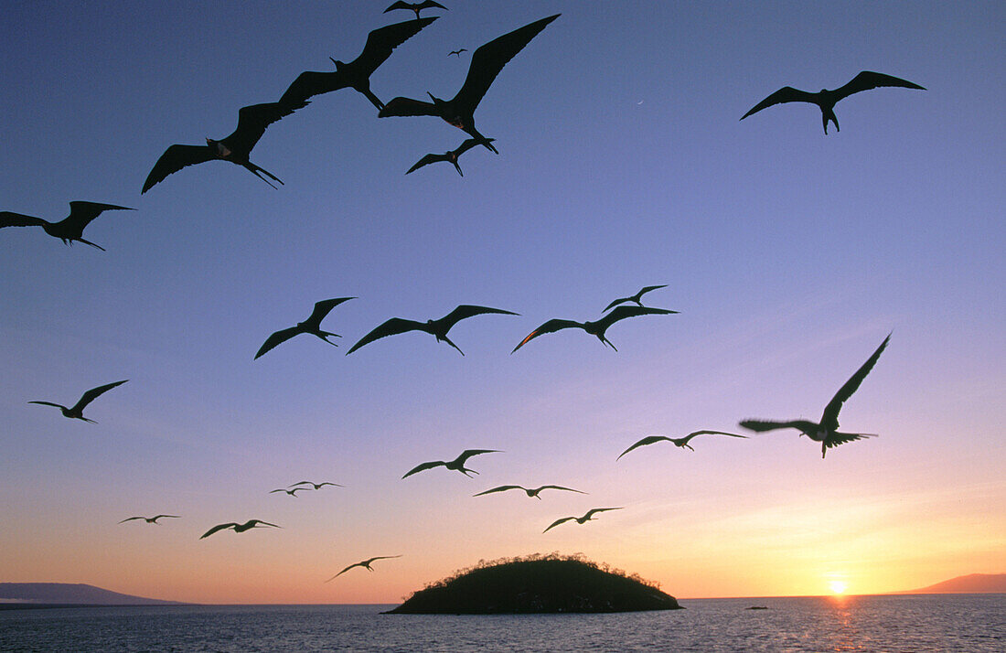 Frigate Birds (Fregata sp.). Fernandina. Galápagos Islands
