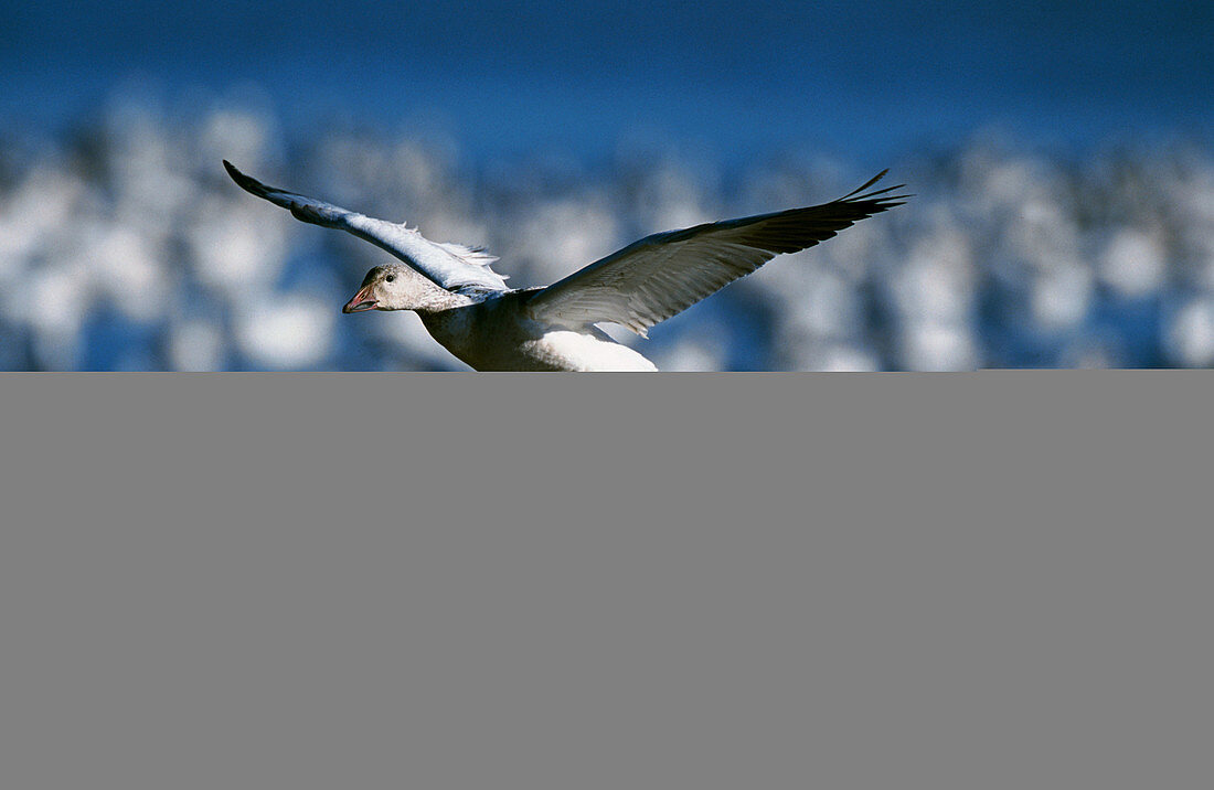 Snow Goose (Chen caerulescens), landing. Bosque del Apache National Wildlife Refuge. New Mexico. USA