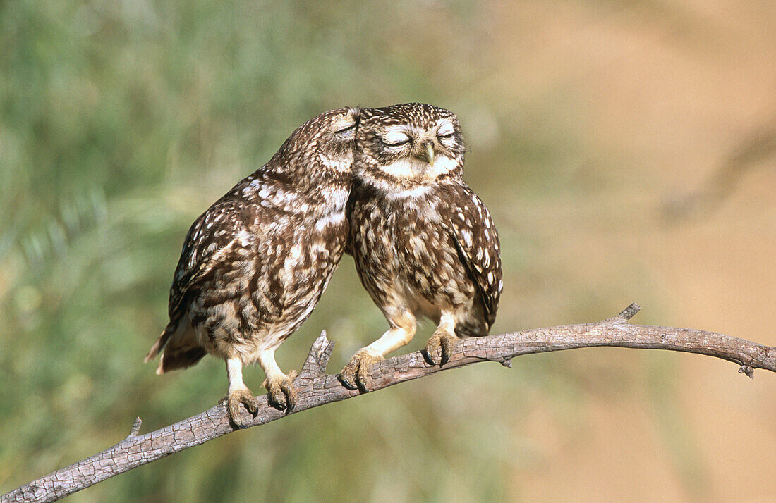 Little Owls (Athene noctua). Extremadura. Spain