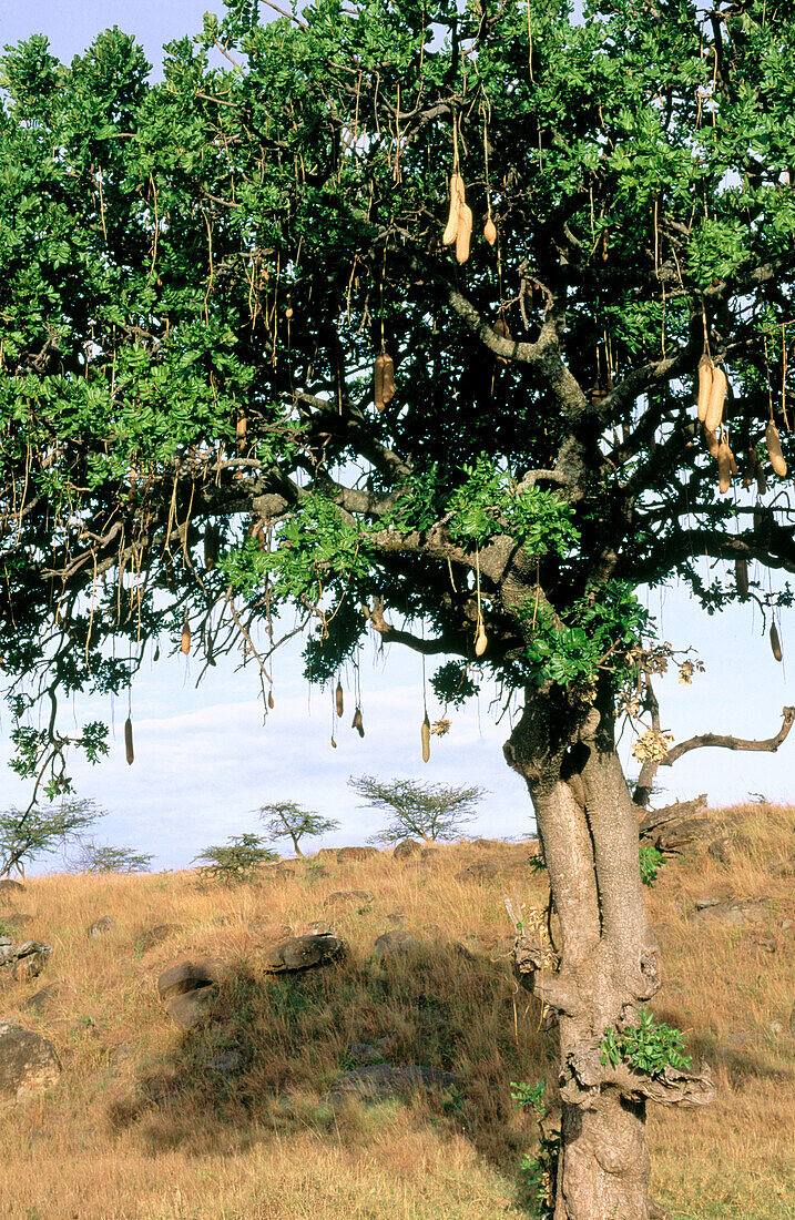 Sausage Tree (Kigelia africana). Masai Mara. Kenya