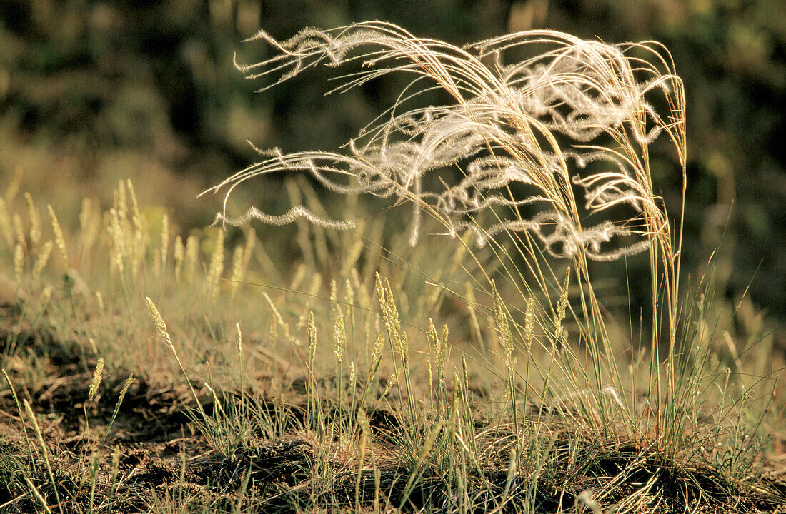 Needle Grass (Stipa pennata)