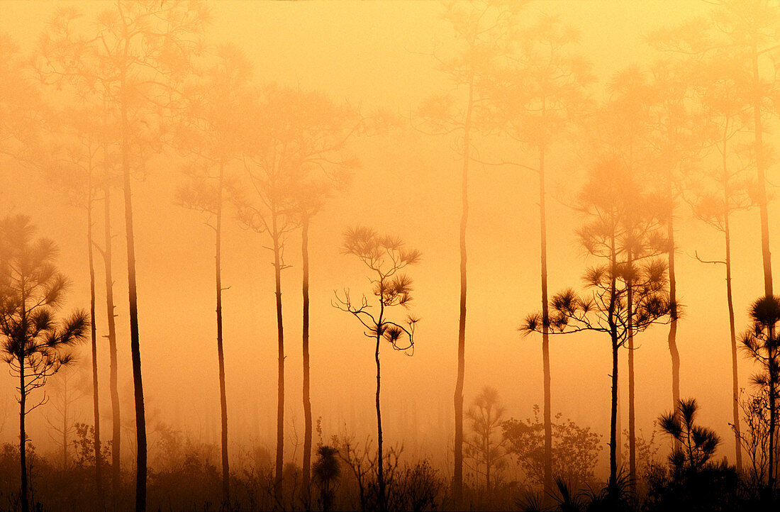 Pines in fog. Everglades Natinal Park. Florida. USA