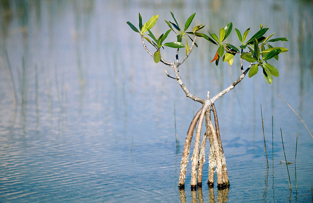 Red Mangrove (Rhizophora mangle). Everglades Natinal Park. Florida. USA