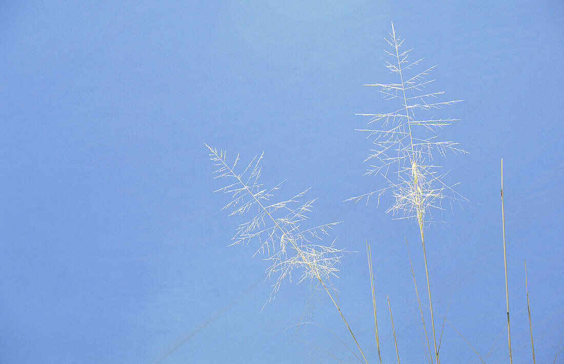 Grass. White Sands National Monument. New Mexico. USA