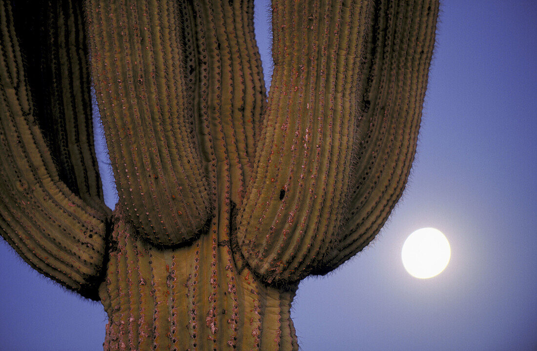 Saguaro (Carnegia gigantea). Organ Pipe Cactus National Monument. Arizona. USA