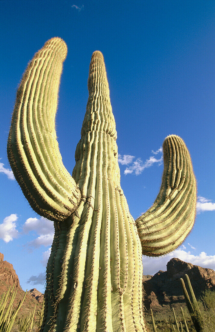 Saguaro (Carnegia gigantea). Organ Pipe Cactus National Monument. Arizona. USA