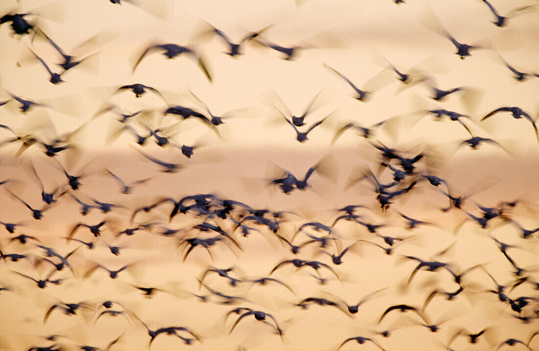 Snow Geese (Chen caerulescens) flying. Bosque del Apache National Wildlife Refuge. New Mexico. USA