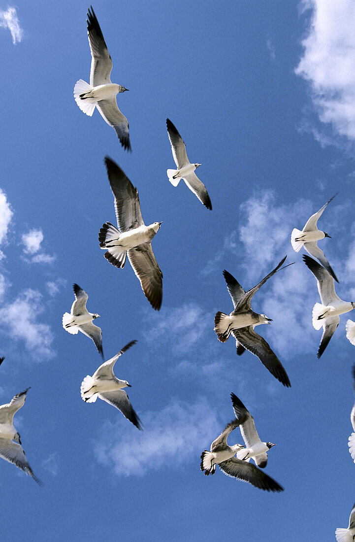 Laughing Gull (Larus atricilla) flying. Florida. USA