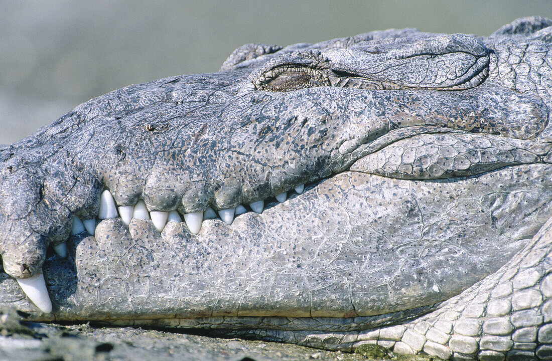 American crocodile (Crocodylus acutus). Everglades National Park. Florida. USA