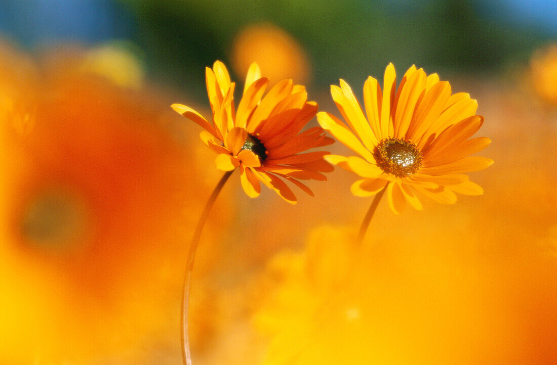 Namaqualand daisy (Dimorphoteca sinuata). Namaqualand National Park. Kamieskroon. South Africa.