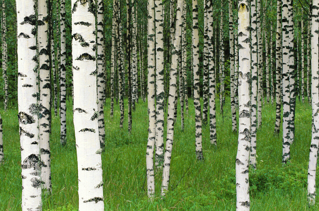 Birch grove (Betula pendula). Finland.