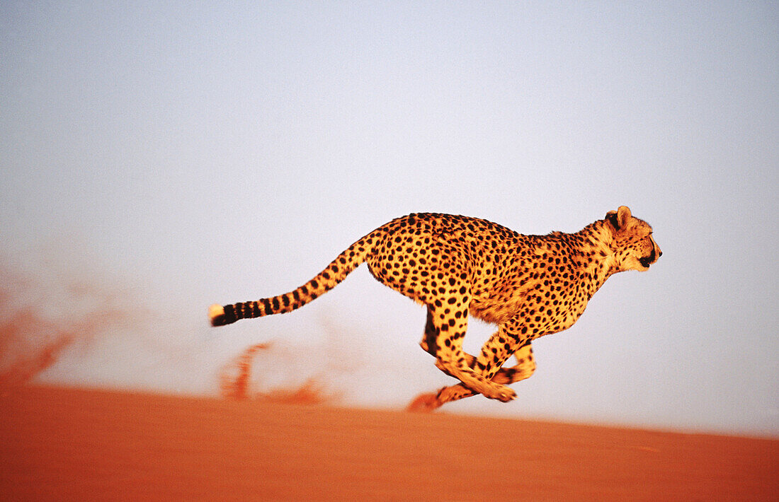 Cheetah running (Acinonyx jubatus) in captivity. Game Farm. Namibia.