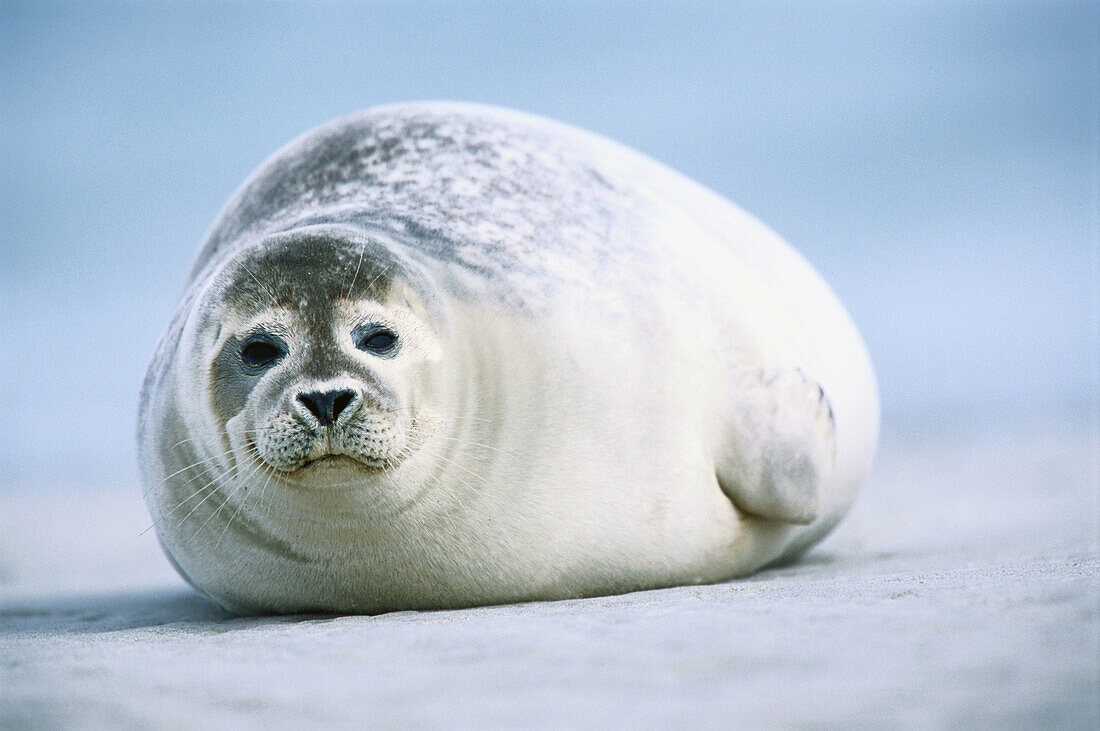 Harbour seal (Phoca vitulina). Island of Helgoland. Germany.