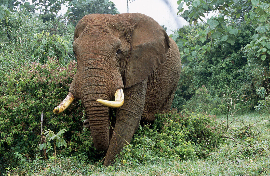 African Elephant (Loxodonta africana), bull. Aberdare National Park. Kenya