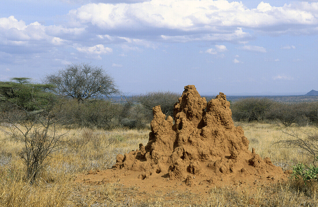 Termite mound. Smburu, Kenya