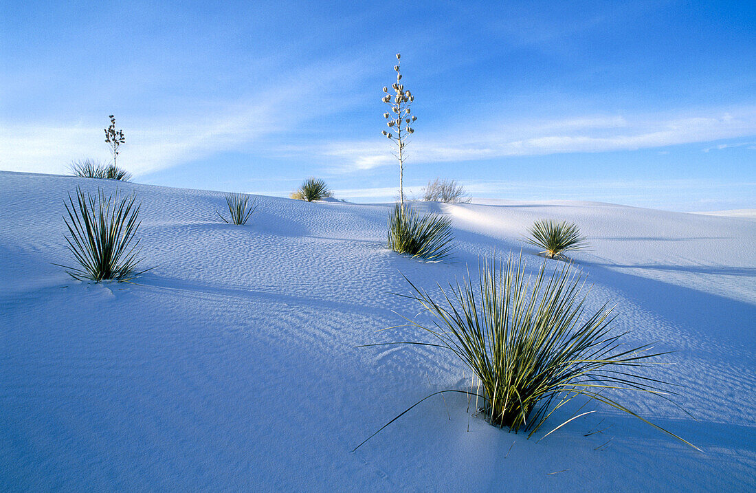 Soaptree Yucca (Yucca elata). White Sands National Monument. New Mexico, USA