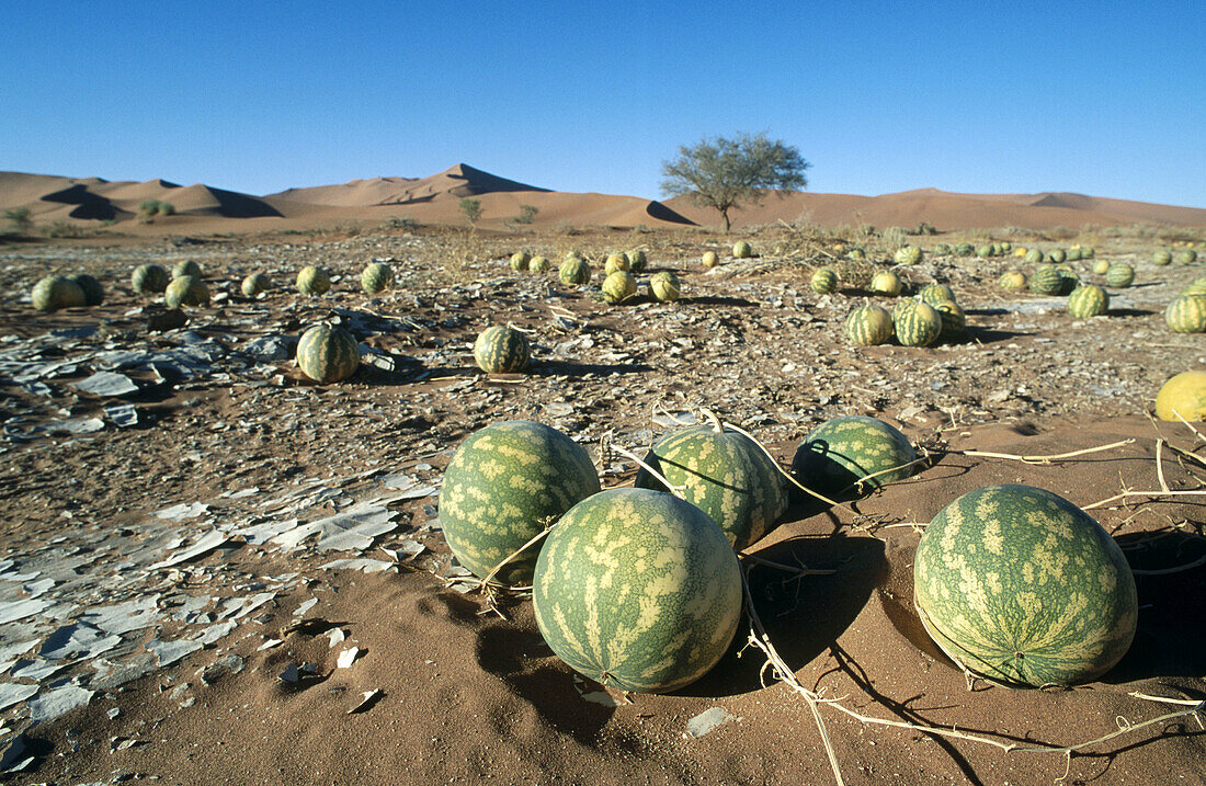 Tsamma melons (Citrullus ecirrhosus). Sesriem. Namibia.