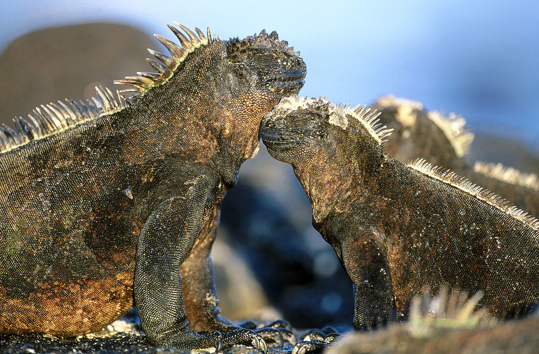 Marine Iguana (Amblyrhynchos cristatus). Fernandina, Galápagos Islands, Ecuador.