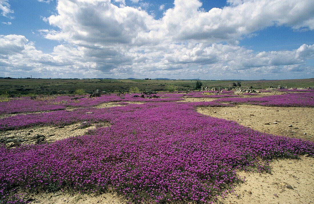 Spergularia purpurea. Extremadura. Spain