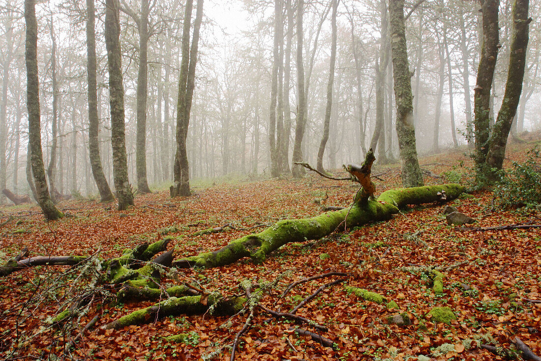 Forest. Asturias. Spain