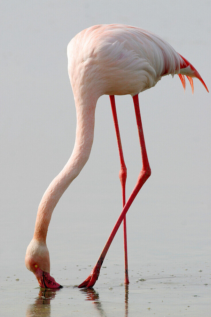 Greater Flamingo (Phoenicopterus ruber). Fuente de Piedra Lagoon. Málaga province. Spain
