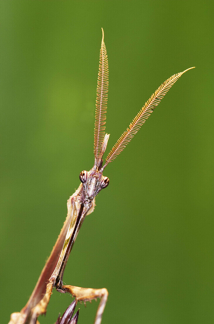 Mantis (Empusa pennata), male