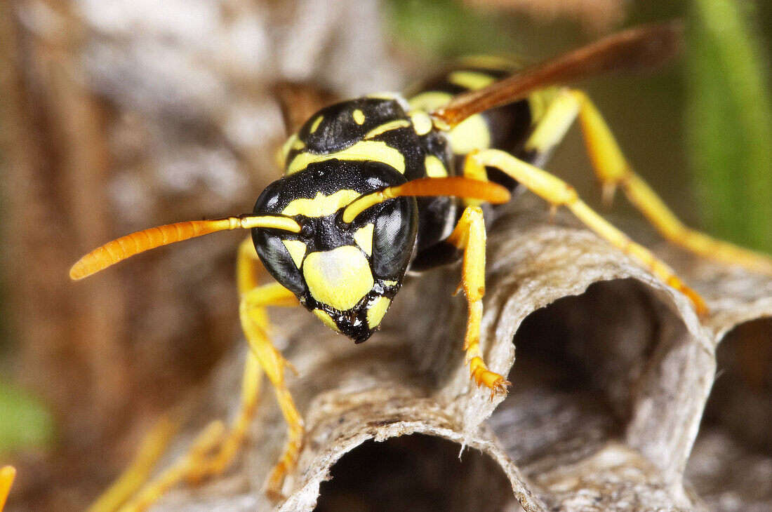 Wasp (Polistes gallicus)