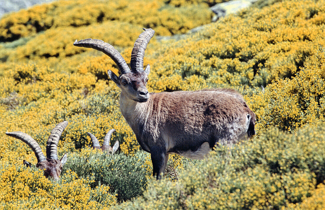 Male Rock Goat group (Capra ibex)