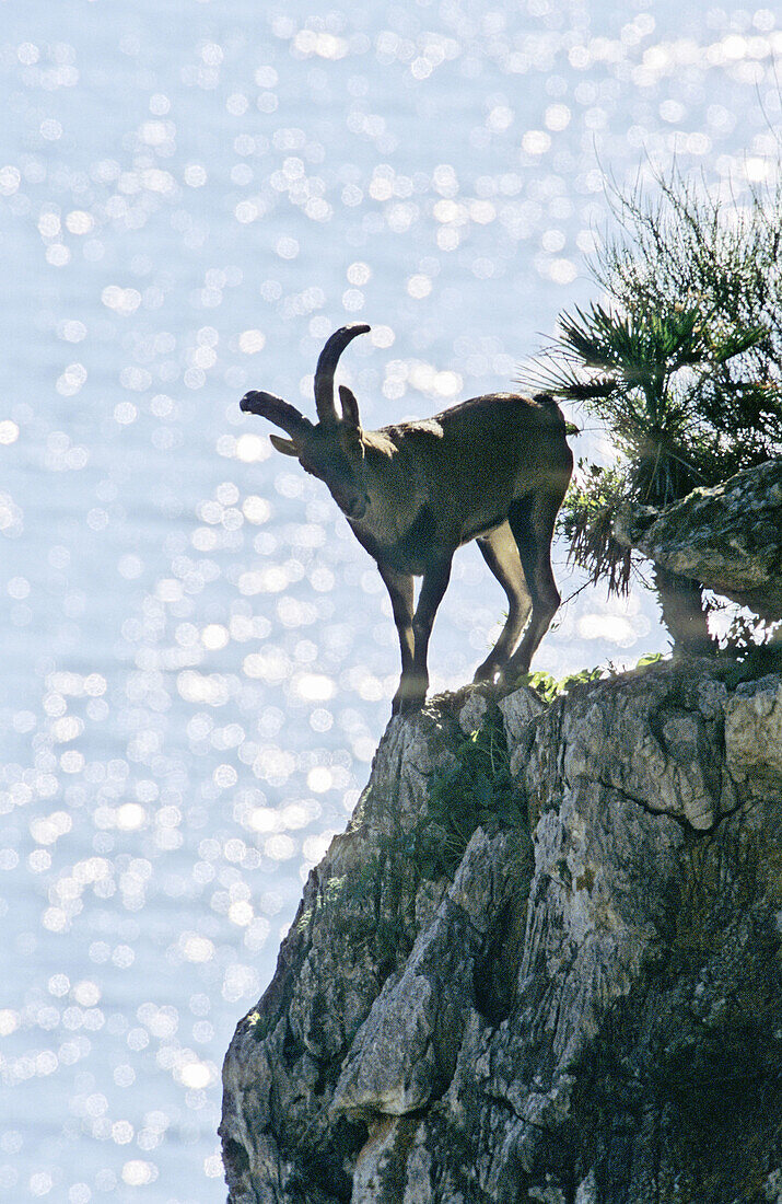 Rock Goat (Capra ibex). Parque Natural Sierras de Tejeda y Almijara. Málaga province. Spain