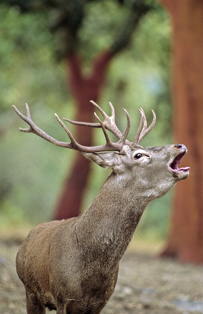 Red deer (Cervus elaphus)