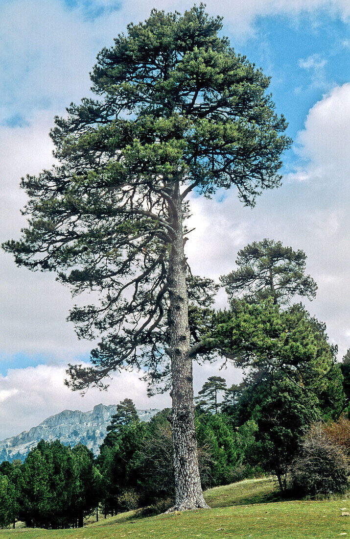 Pine (Pinus halepensis)