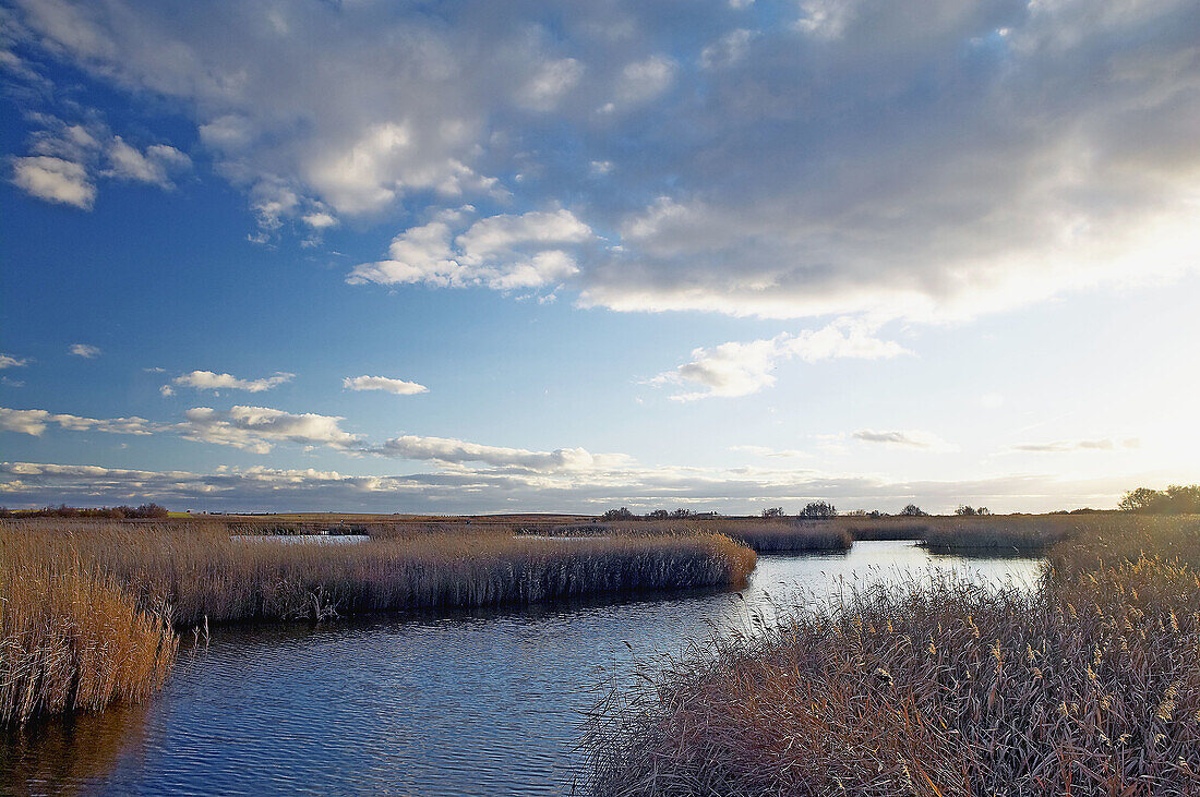 Tablas de Daimiel National Park in Ciudad Real province. Castilla-La Mancha, Spain