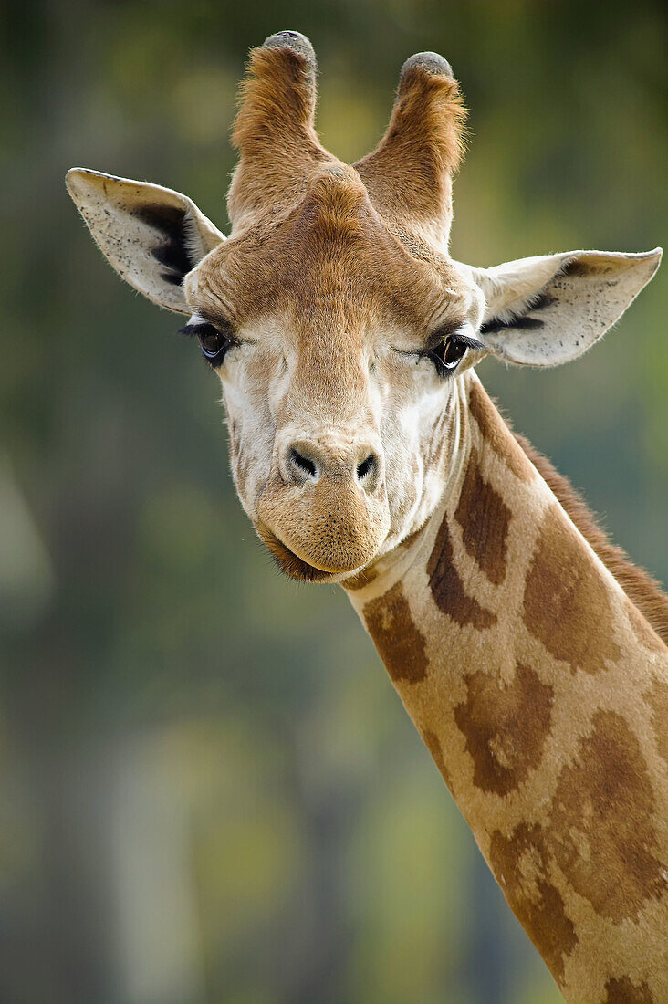 Giraffe (Giraffa camelopardalis)