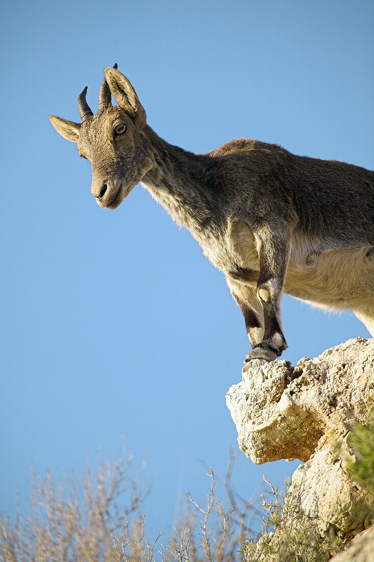 Rock Goats (Capra ibex). Parque Natural Sierras de Tejeda y Almijara. Málaga province. Spain