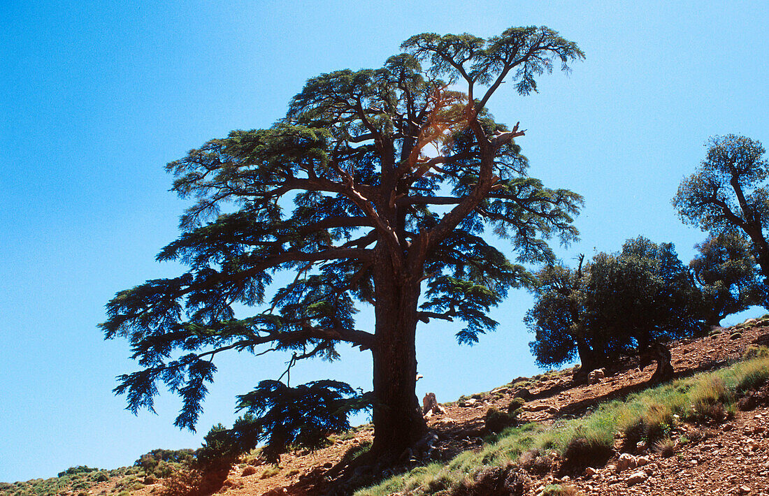 Old Atlas Cedar (Cedrus atlantica). Jaffar cirque, Mount Ayachi, Eastern High Atlas. Morocco