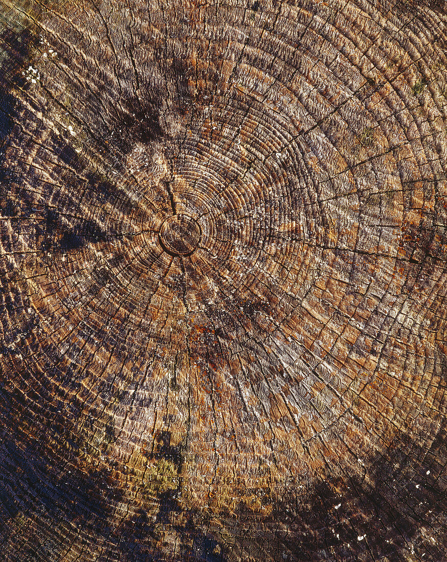 Stump of a spruce (Picea abies)