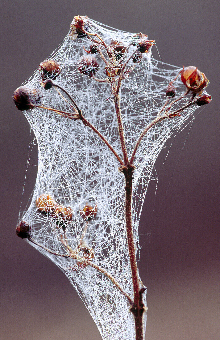 Cobweb