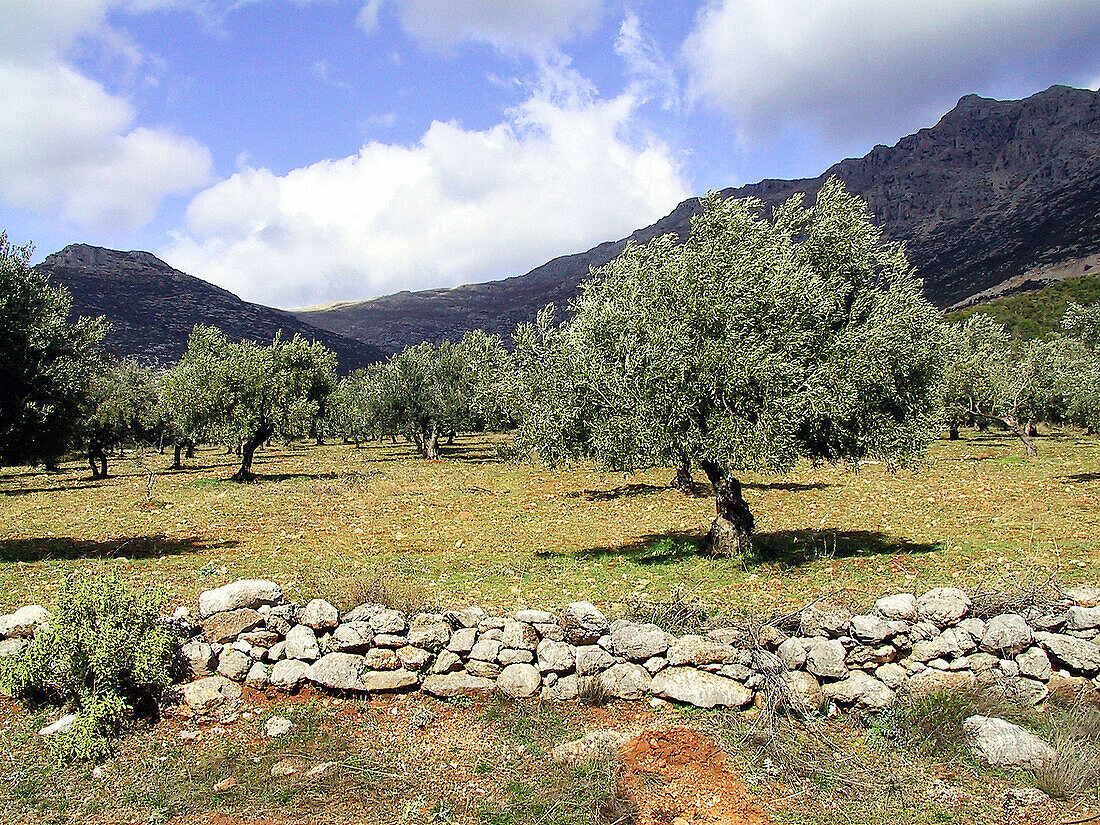 Olive grove. Arcadia, Peloponnese. Greece